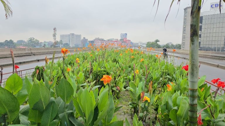 টঙ্গীর বিআরটি স্টেশন এলাকা এখন সাজানো রঙিন ফুলের বাগানে